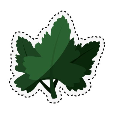 Madde izole simgesi kişniş yaprakları