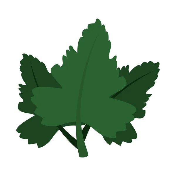 Coriandolo foglie ingrediente isolato icona — Vettoriale Stock