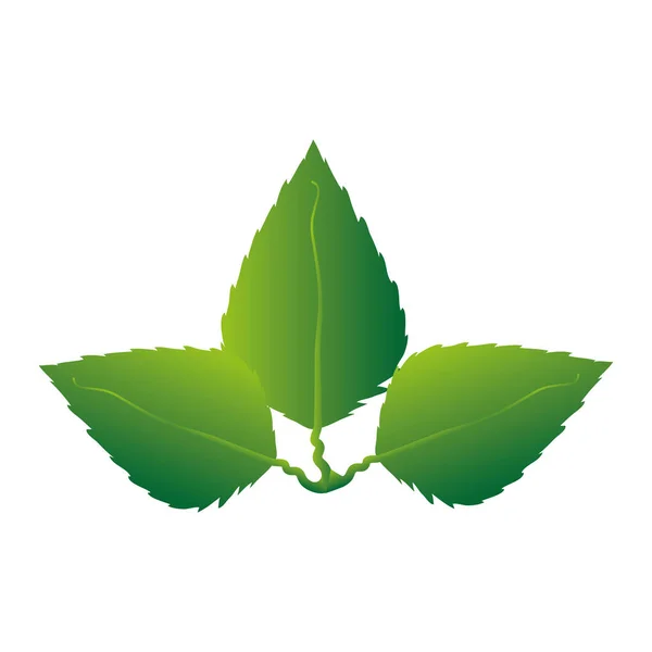 Blatt pflanzenökologische Ikone — Stockvektor