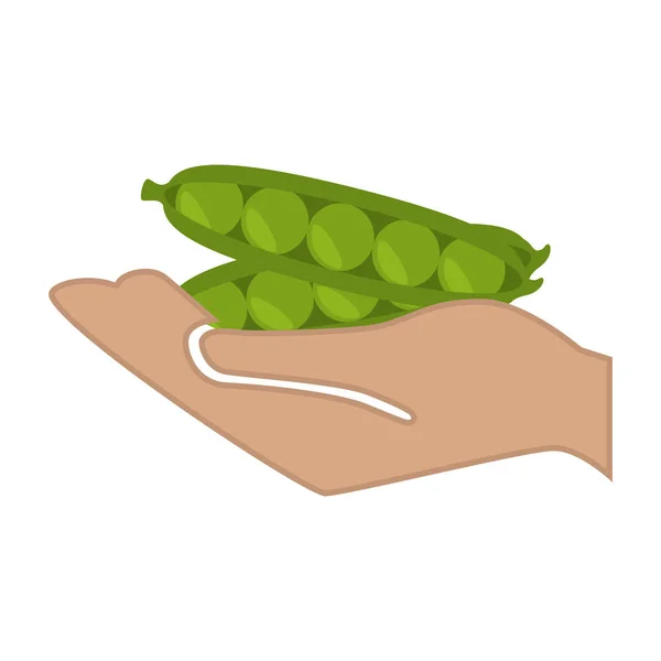 Mano humana con vegetal fresco icono aislado — Vector de stock