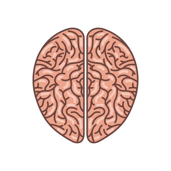 Symbol des menschlichen Gehirns — Stockvektor