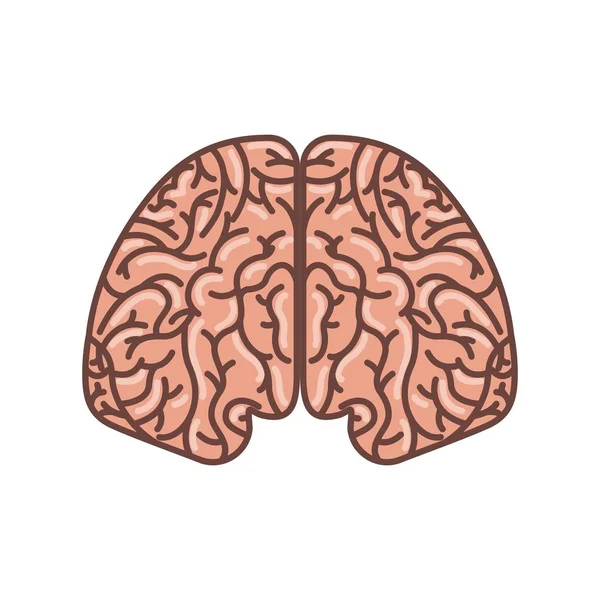 Menselijk brein icoon — Stockvector