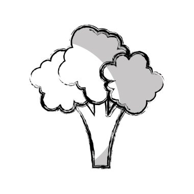 Brokoli taze sebze izole simgesi