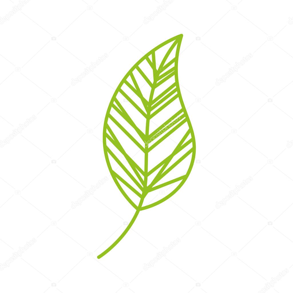 leaf drawing isolated icon