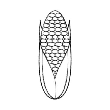 Mısır sebze izole simgesi