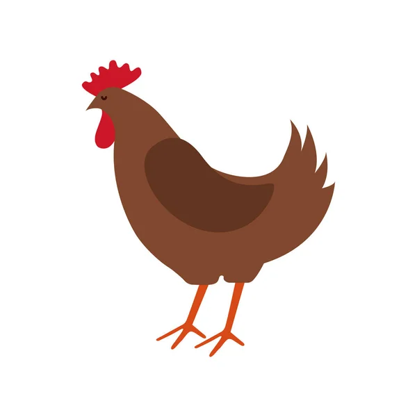 Ferme de poulet icône isolée — Image vectorielle