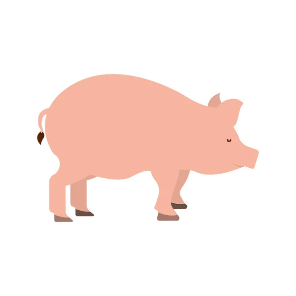 Pig farm animal isolated icon — Stock Vector