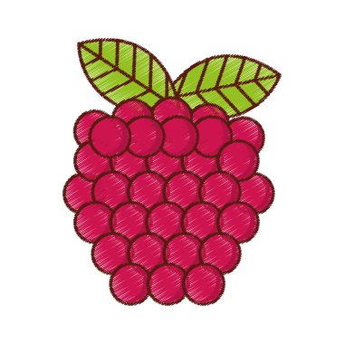 üzüm taze meyve izole simgesi