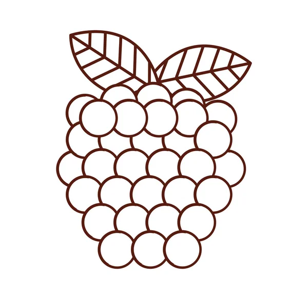 Uvas fruta fresca icono aislado — Archivo Imágenes Vectoriales