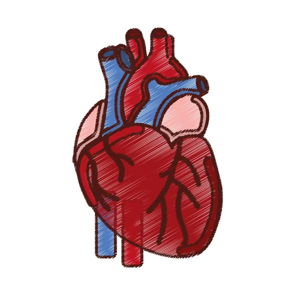 Hart menselijk orgaan icoon — Stockvector