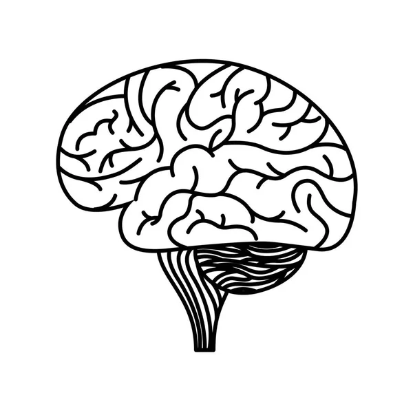 인간의 뇌 아이콘 — 스톡 벡터