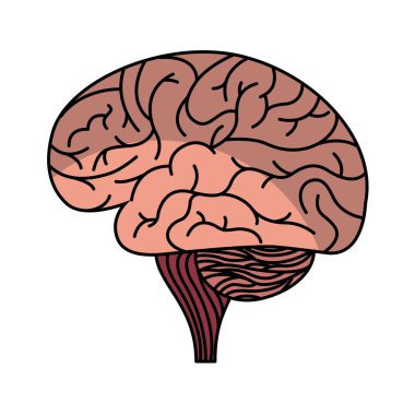 insan beyni organ izole simgesi