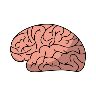 insan beyni organ izole simgesi