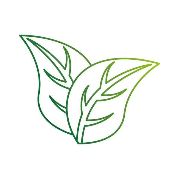 Blätter pflanzen isolierte Ikone — Stockvektor