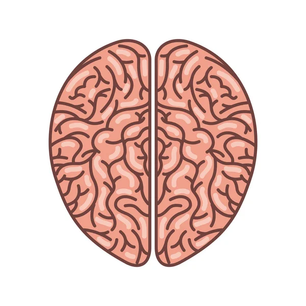 Human brain organ isolated icon — Stock Vector