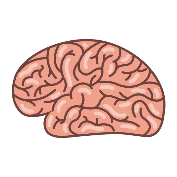 Icona dell'organo cerebrale umano isolato — Vettoriale Stock
