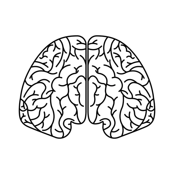 Ícone isolado de órgão cerebral humano —  Vetores de Stock