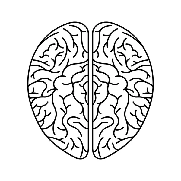 Cerveau humain organe icône isolée — Image vectorielle