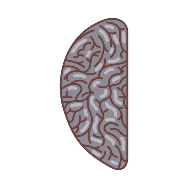 Human brain organ isolated icon — Stock Vector