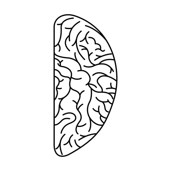 Орган мозку людини ізольована іконка — стоковий вектор