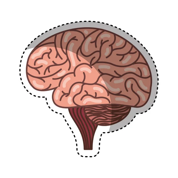 Cerveau humain organe icône isolée — Image vectorielle