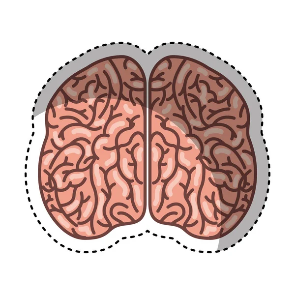 Lidský mozek varhany izolované ikona — Stockový vektor