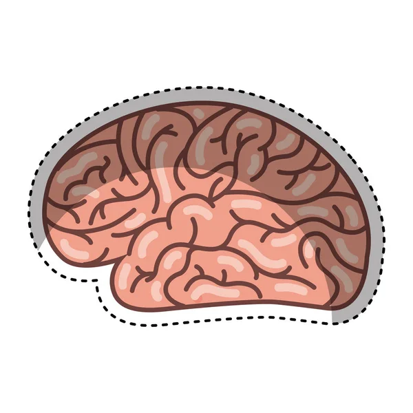 Mänskliga hjärnan orgel isolerade ikonen — Stock vektor