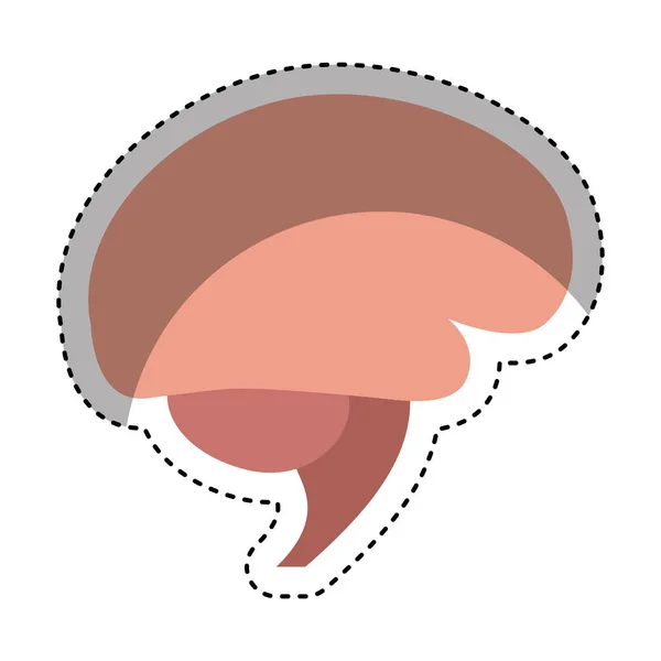 Human brain organ isolated icon — Stock Vector