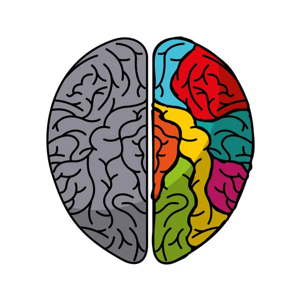 Menselijk brein orgel geïsoleerde pictogram — Stockvector