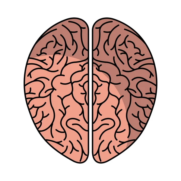 Human brain organ isolated icon — Stock Vector