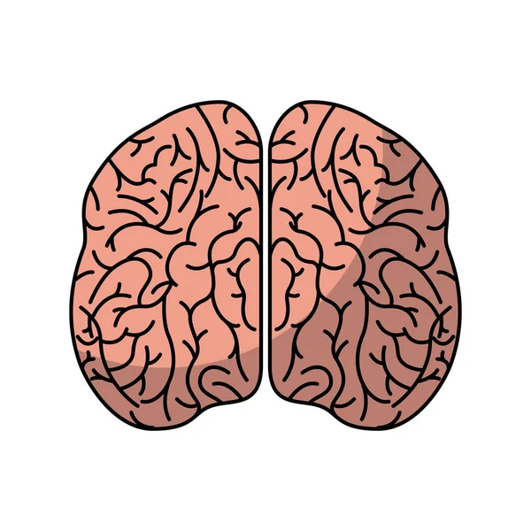 Órgano cerebral humano icono aislado — Vector de stock