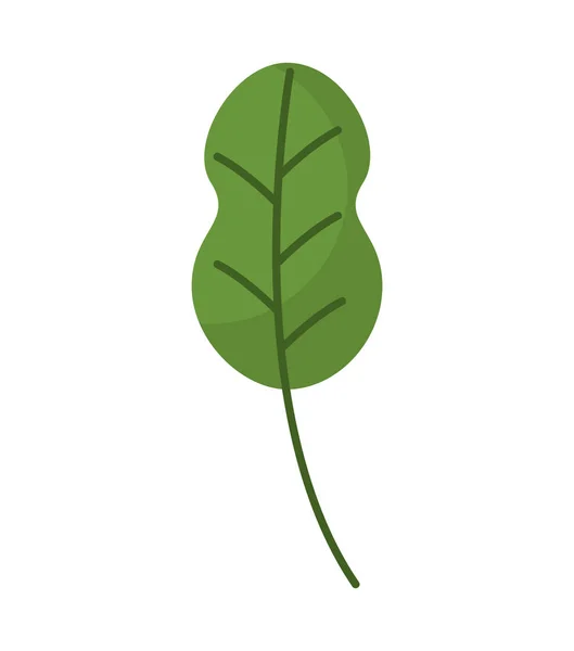 잎 식물 채식 음식 — 스톡 벡터