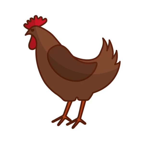 Chicken meat butchery icon — Stock Vector