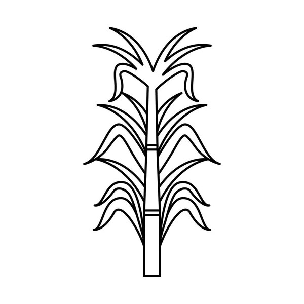 Ikone aus Zuckerrohr — Stockvektor