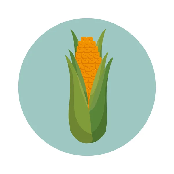 Corn vegetable isolated icon — Stock Vector