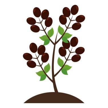 kahve bitki organik ürün