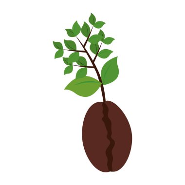 kahve bitki organik ürün