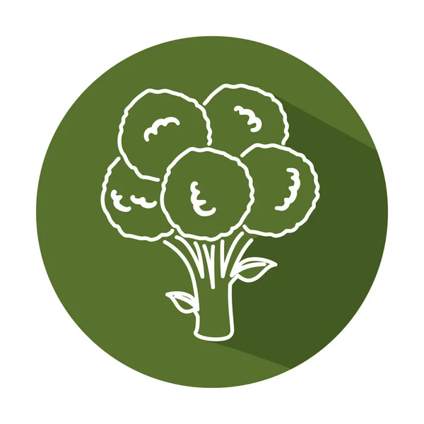 Brokuły warzyw świeżych ikona na białym tle — Wektor stockowy