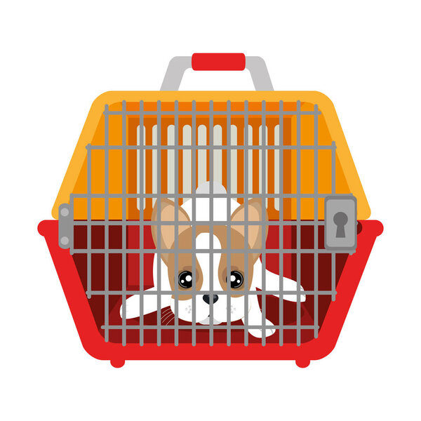 Симпатичная собака
