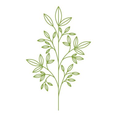 bitki izole simgesi yapraklar