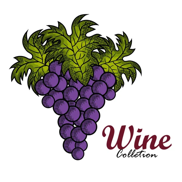 Meilleur vin raisin fruit — Image vectorielle