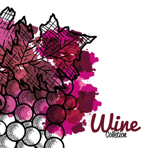 Best wine grapes fruit — Stock Vector