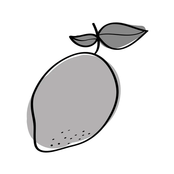 Mango fresh fruit drawing icon — Stock Vector