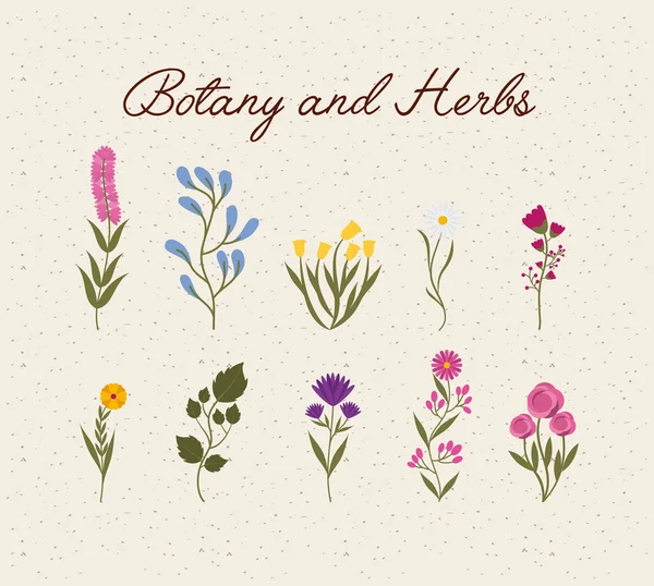 Botanika és gyógynövények — Stock Vector