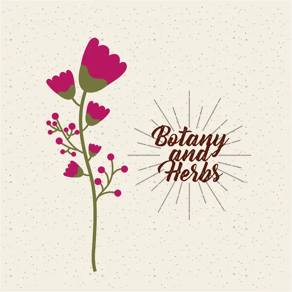 Botany and herbs design — Stock Vector