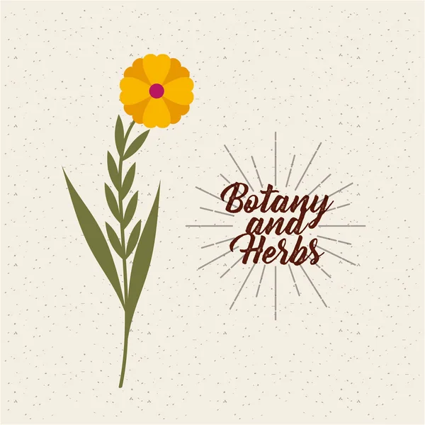 Botany and herbs design — Stock Vector