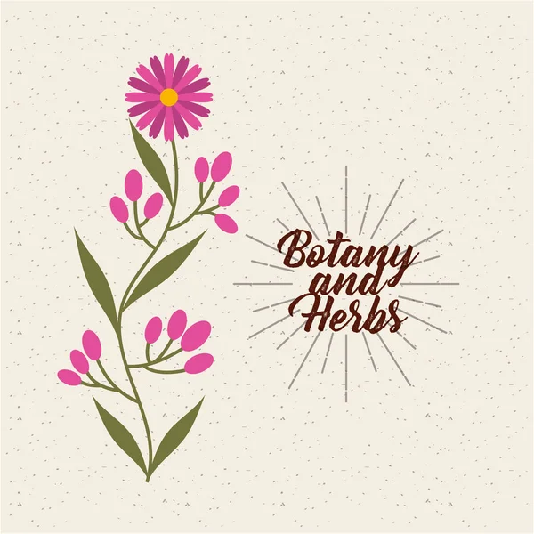 Botany and herbs design — Stock Vector