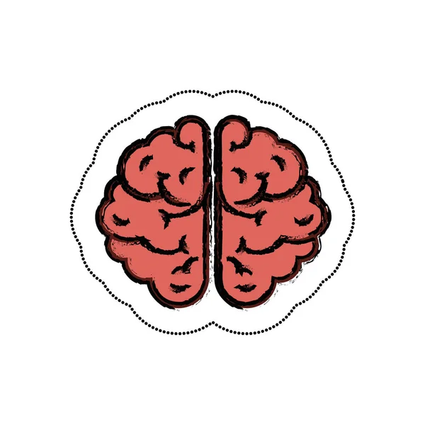 Cerebro humano aislado icono — Archivo Imágenes Vectoriales