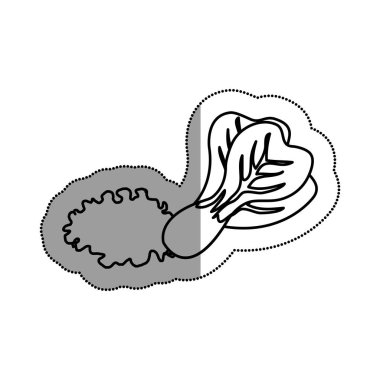 letuce taze izole simgesi