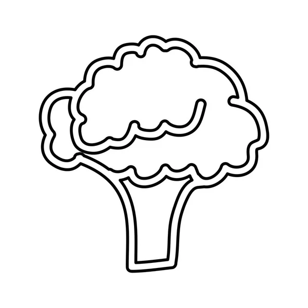 Икона свежих овощей брокколи — стоковый вектор